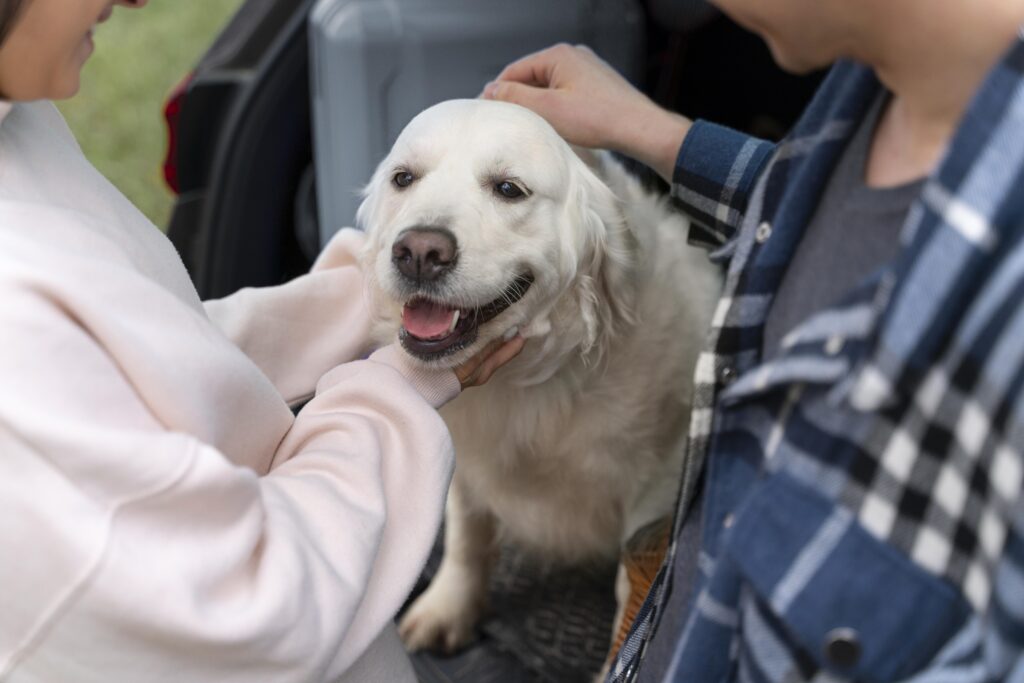 close up people petting dog
