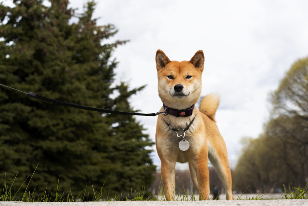 low angle cute shiba inu dog