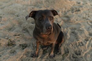 adorable pitbull dog beach