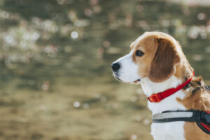 beautiful shot of a cute beagle dog