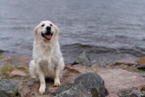 smiley dog sitting by water